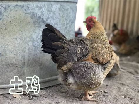 农场饲养的鸡插画图片下载-正版图片600371965-摄图网