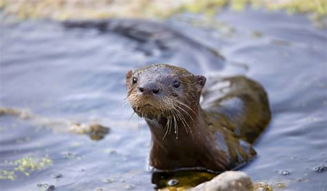 Cute River Otters North American River Otter | Stone Zoo