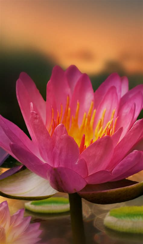 Download wallpaper leaves, water, flowers, water lilies, section ...