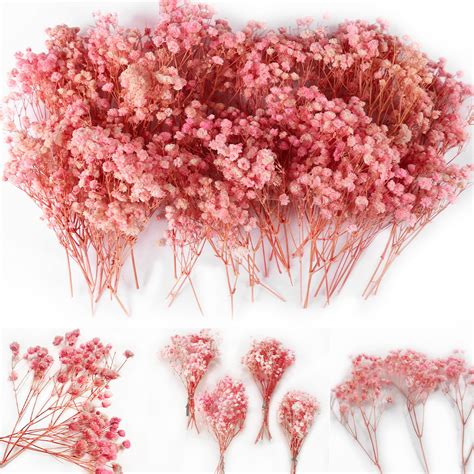 Snapklik.com : 70Pcs Mini Pink Dried Babys Breath Flowers 6,4000 ...
