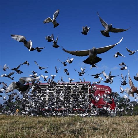 Thousands Of Pigeons Go Missing During 'Pigeon Race' In The UK