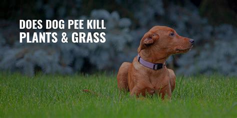 How To Grow Grass Where Dogs Pee at Kyle Fisher blog