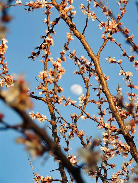 Image result for Sandmann Varna