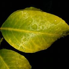 foglie gialle limone vaso le domande all esperto su agrumi foglie gialle limone vaso le domande all esperto su agrumi