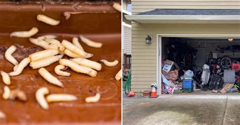 How Do Maggots Form In Sealed Packages at Sandra Moody blog