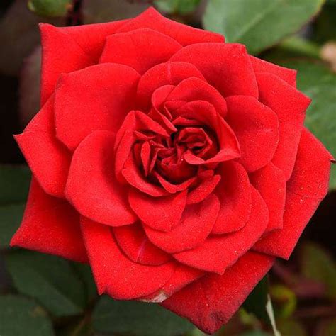 Buy Black Rose online from Nurserylive at lowest price.