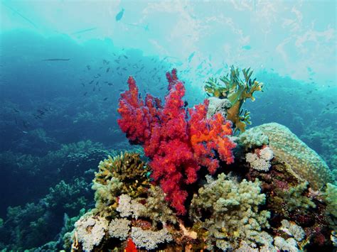 SCUBAREEF ZANZIBAR - All You Need to Know BEFORE You Go 2026 (with ...
