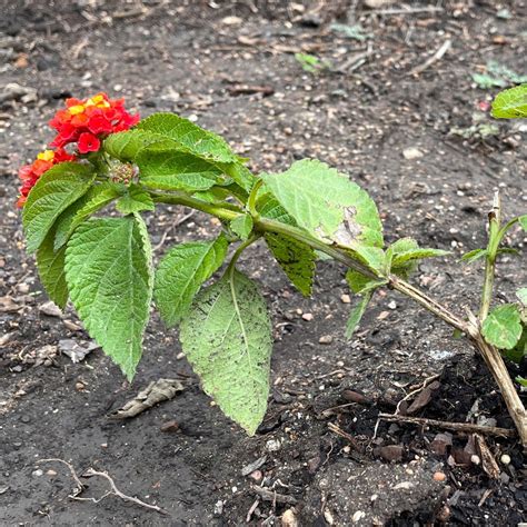 BSA Teaching Garden — Neill-Cochran House Museum