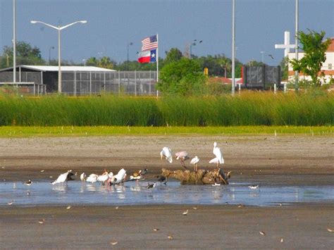 Save our wetlands: Drought, boardwalk plans threaten rare wildlife at ...