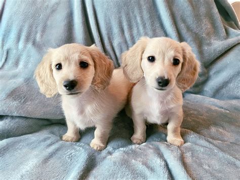 English Cream Miniature Dachshund Puppies - Crème of the Crop ...