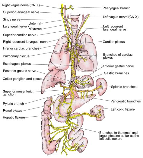Anatomy Of Vagus Nerve