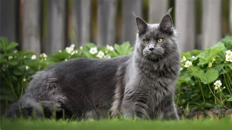 Which is the Largest Cat Breed in the World?