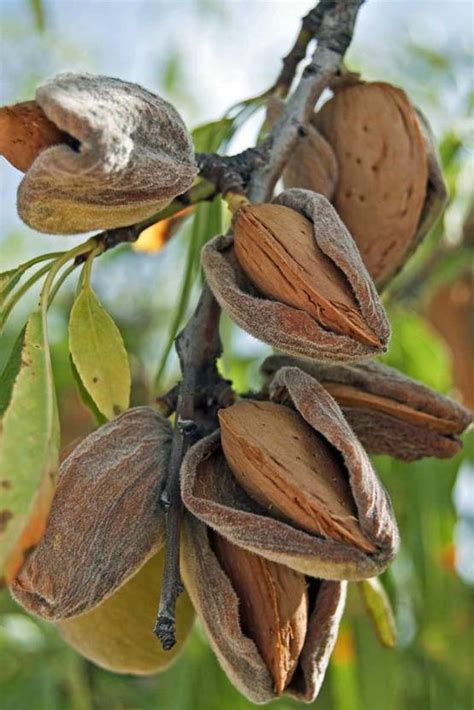 Green World ALMOND TREE SEEDS / BADAM ORNAMENTAL TREE SEEDS ( 20 SEEDS ...
