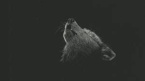 Howl wallpapers hd, desktop backgrounds, images and pictures