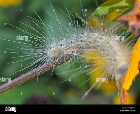 Fall Webworm Moth (Hyphantria cunea Stock Photo - Alamy