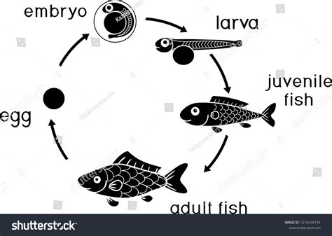 Life Cycle Fish Sequence Stages Development: Vector có sẵn (miễn phí bản quyền) 1316439734 ...