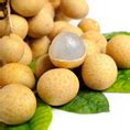 Longan fruit Plant (Dimocarpus Longan) – veliyathgardens