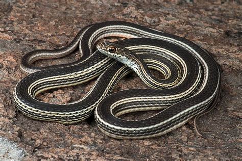 Image result for A Snake Using a Computer