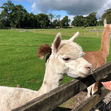 TUROE PET FARM & LEISURE PARK (2026) All You Need to Know BEFORE You Go ...