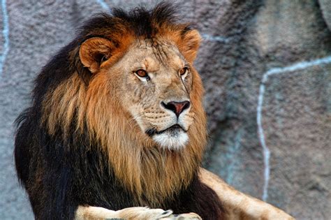 Picture lion Big cats Animals 2048x1365