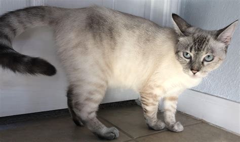 Lynx Point or Tabby Siamese Cat Breed