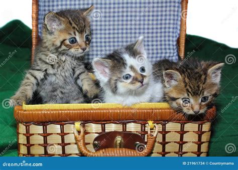 Three Kittens Sitting In Basket Stock Photography | CartoonDealer.com ...
