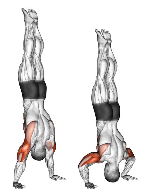 Image result for Handstand Push-Up Muscles Worked