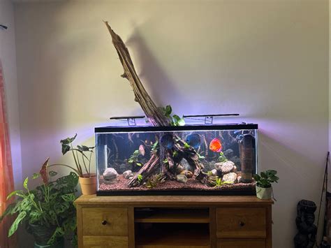 Discus Tank 的图像结果