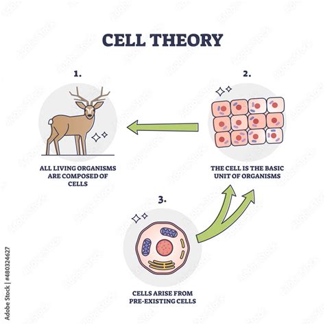 Image result for Cell Theory Explained