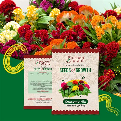 Coxcomb Mix Flower Seeds