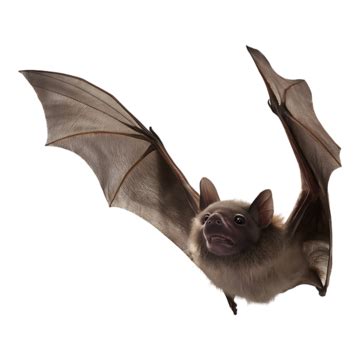 Image result for Bat Python Turtle