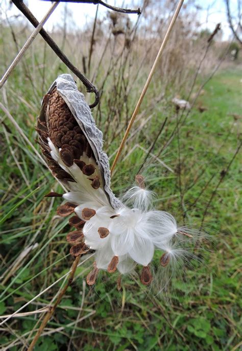 Free picture: common, milkweed, seed, pod