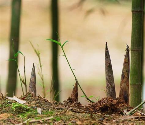 西安可以挖竹笋 您挖过没 - 西部网（陕西新闻网）