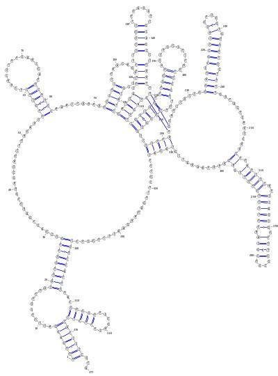 RNAcon - Classification of non-coding RNAs (ncRNA)