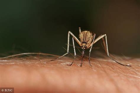 血甜的人更容易被蚊子叮吗？其实这四类人才是蚊子的最爱 - 每日头条