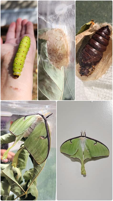 Luna Moth Caterpillar Cocoon