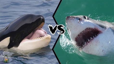 虎鲸和大白鲨，谁才是海中霸王？_腾讯视频