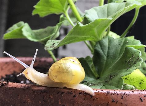 Slugs And Snails Salt