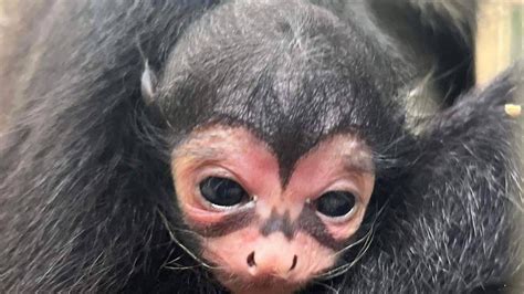 Monkey | മുഖത്ത് ബാറ്റ‍്‍മാൻ ചിഹ്നവുമായി ജനിച്ച കുട്ടിക്കുരങ്ങ ...