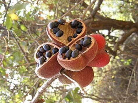 Seeds village Sterculia foetida Seed Java Olive, Wild Indian Almond ...
