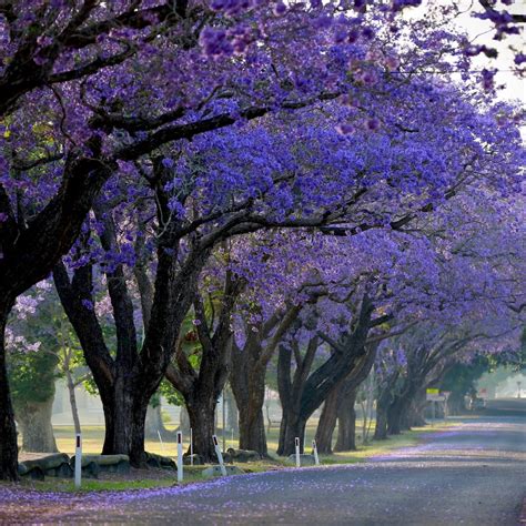 M-Tech Gardens Hybrid Purple Jacaranda Tree Seeds (20 Seeds Pack ...