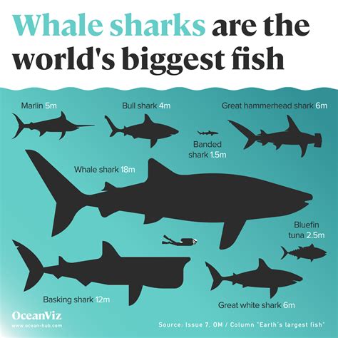 The World's Largest Fish