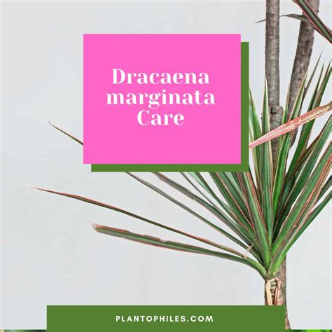 Dracaena marginata Care Tips