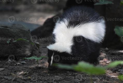 Fluffy Striped Black and White Skunk in the WIld 9629391 Stock Photo at ...