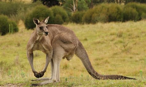 Yes, Kangaroos Can Swim! 8 Facts About These Surprisingly Strong ...