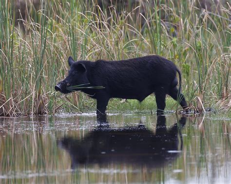 Going Hog Wild: Tackling Texas' Feral Hog Crisis with Statewide ...