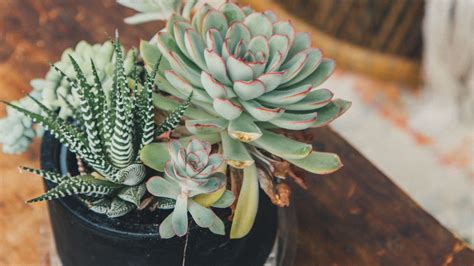 Wallpaper echeveria, haworthia, succulent, plants, pot, decorative hd ...