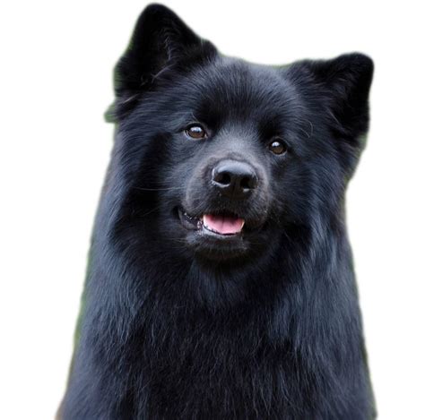 Swedish Lapphund - Dog Breed Guide