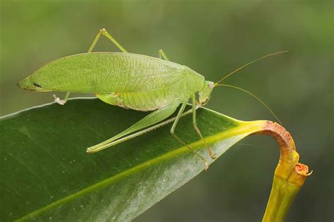 What Do Katydids Eat? Fun Facts And How To Get Rid Of Them | Kidadl