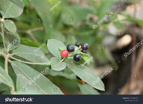 Rauvolfia Serpentina Indian Snakeroot Devil Pepper Stock Photo 1234089553 | Shutterstock - family of rauwolfia